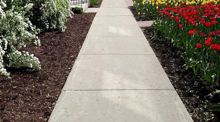 concrete sidewalk in the middle of a yard with growing flowering plants